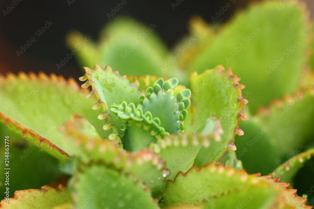 selective of Bryophyllum pinnatum,the green small plant. selective of Bryophyllum pinnatum,the green small plant.