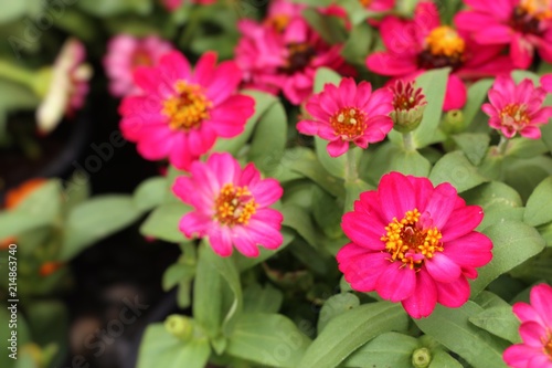 Beautiful flowers in garden