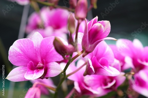 Tropical pink orchid flower