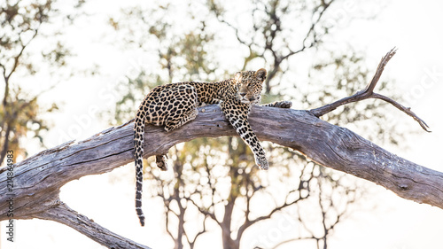 Photography Wild Leopard