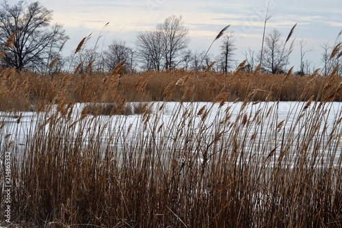 grass pond frozen