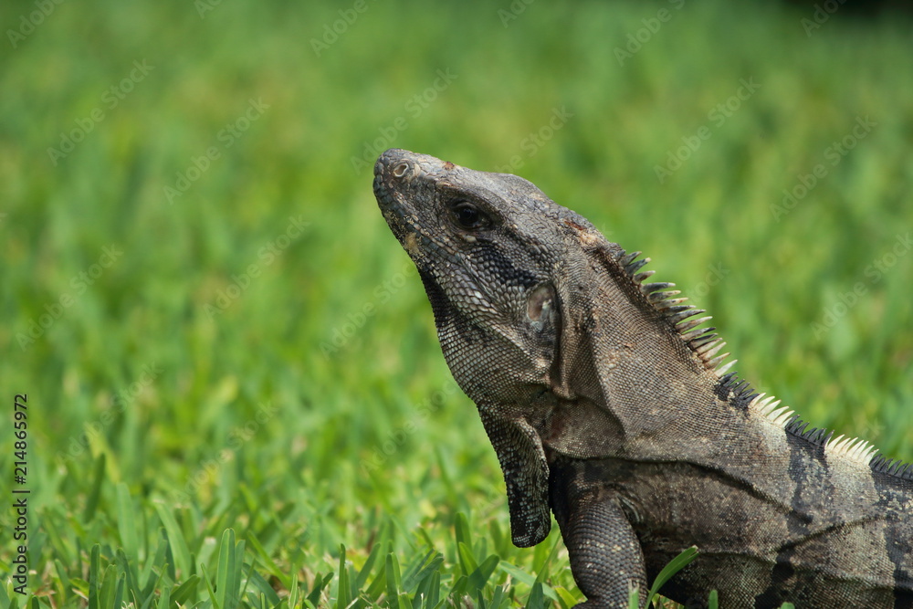 Fototapeta premium Iguana closeup