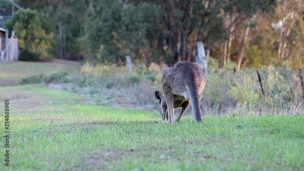 Eastern Australian Grey Kangaroo grazing in an open field Eastern Australian Grey Kangaroo grazing in an open field