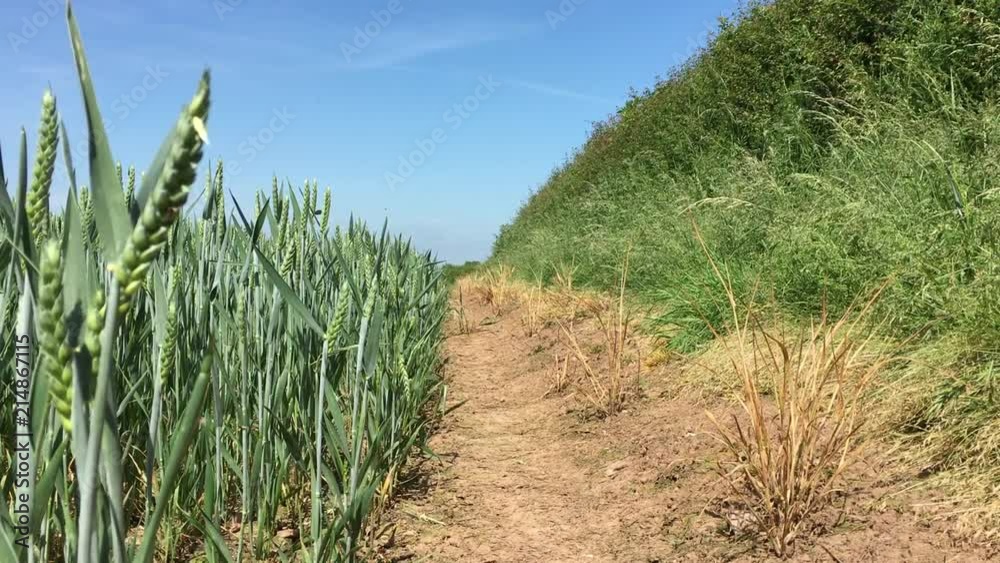 View down a footpath at the edge of a field of green crops.