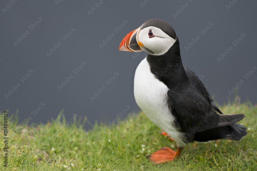 Puffin (Fratercula arctica), Mykines, Faroe Islands, Denmark, Europe Puffin (Fratercula arctica), Mykines, Faroe Islands, Denmark, Europe