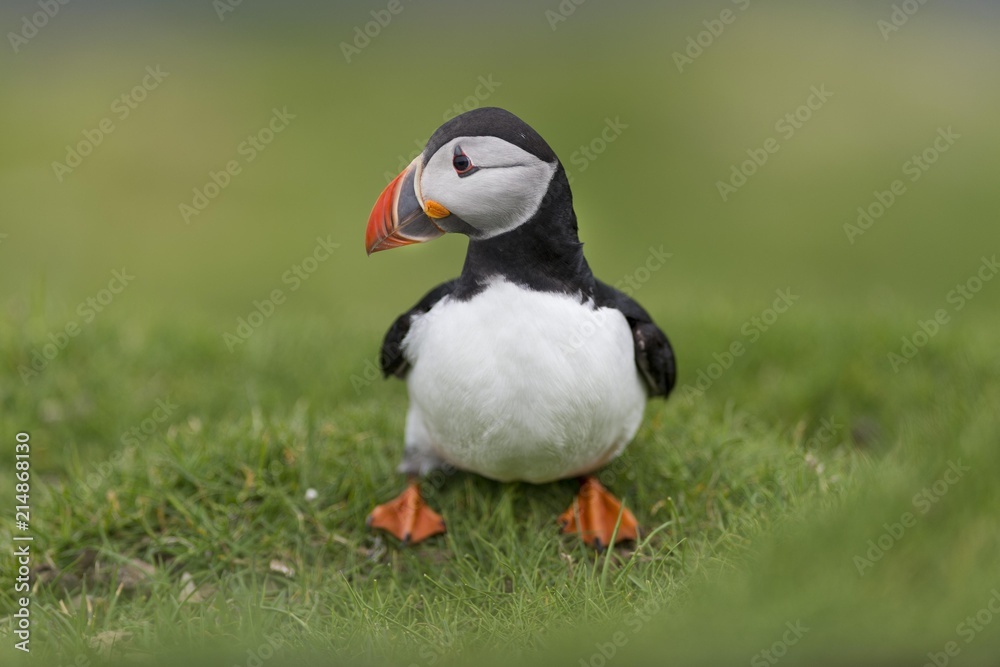 Puffin (Fratercula arctica), Mykines, Faroe Islands, Denmark, Europe Puffin (Fratercula arctica), Mykines, Faroe Islands, Denmark, Europe