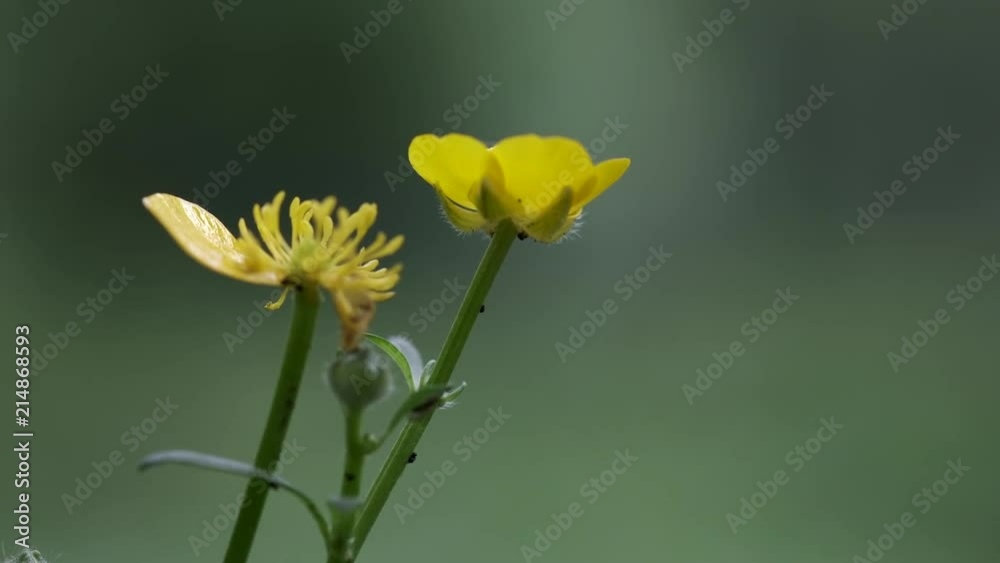 Wild Buttercup flowers in woodland in England, UK. Wild Buttercup flowers in woodland in England, UK.
