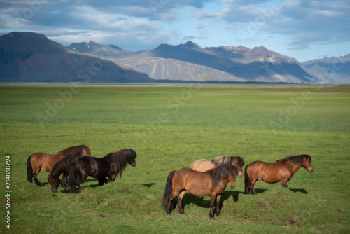 Icelandic Horses in summer ,Iceland. © devilkae