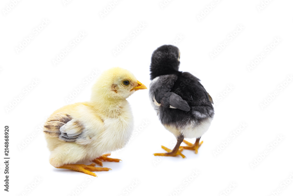 Fototapeta premium Cute two chicks. Isolated on white background