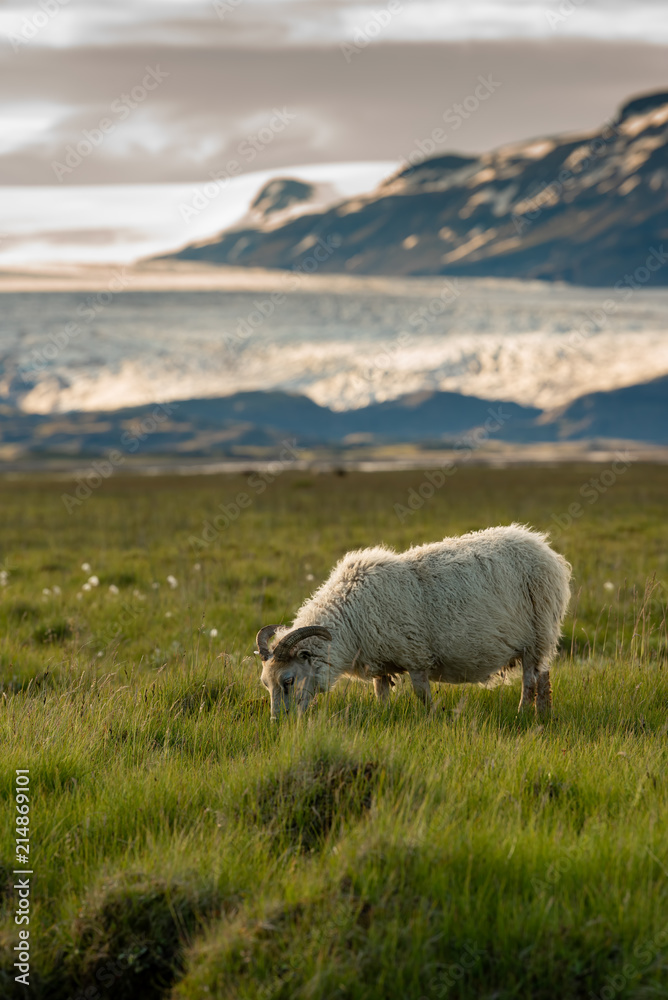 Fototapeta premium A herd of sheep in a field and Vatnajokull glacier in background ,Iceland Summer.