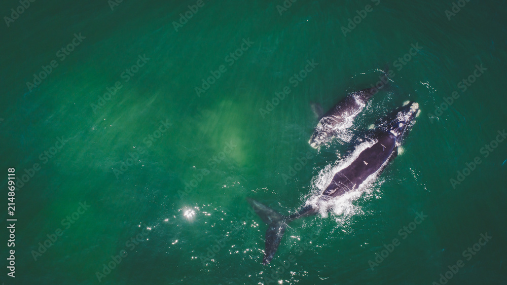 Obraz premium Aerial view over a Southern Right Whale and her calf along the overberg coast close to Hermanus in South Africa