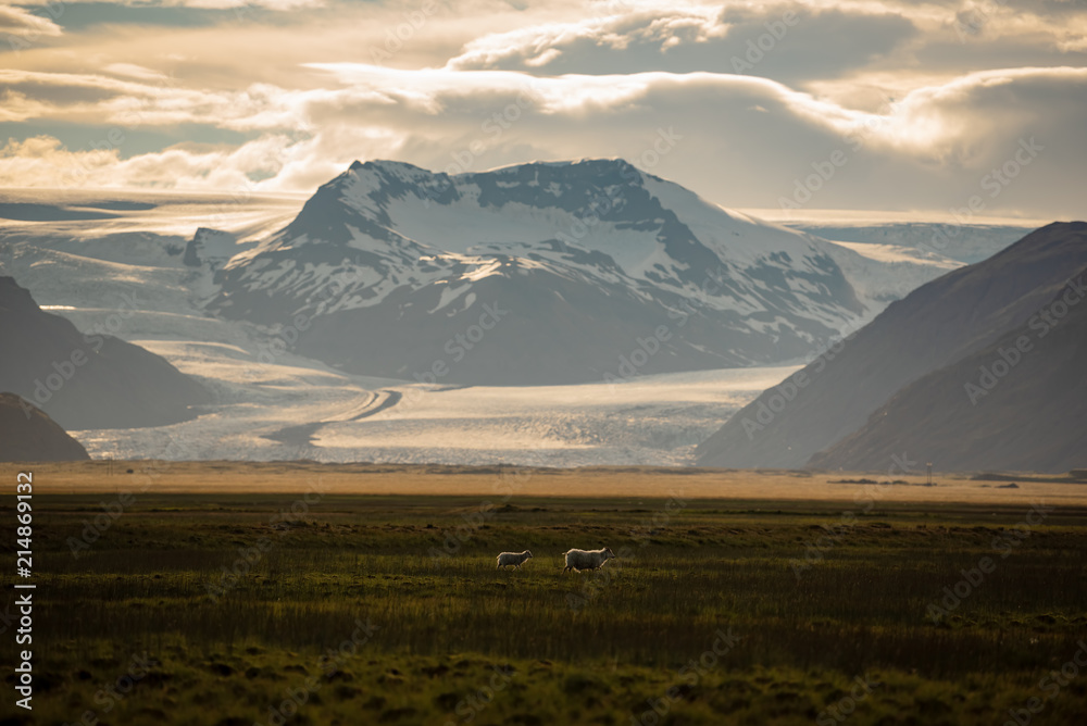 A herd of sheep in a field and Vatnajokull glacier in background ,Iceland Summer.
