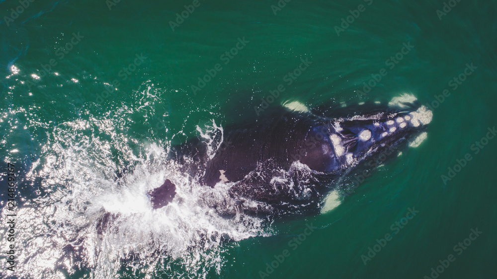 Naklejka premium Aerial view over a Southern Right Whale and her calf along the overberg coast close to Hermanus in South Africa
