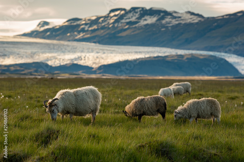 A herd of sheep in a field and Vatnajokull glacier in background ,Iceland Summer.