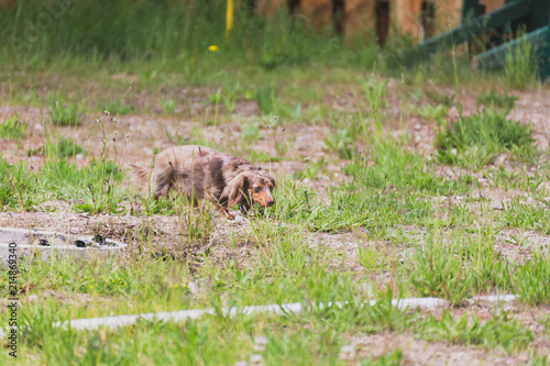 Longhaired Dapple Doxie or Dapple Dachshund in Grass