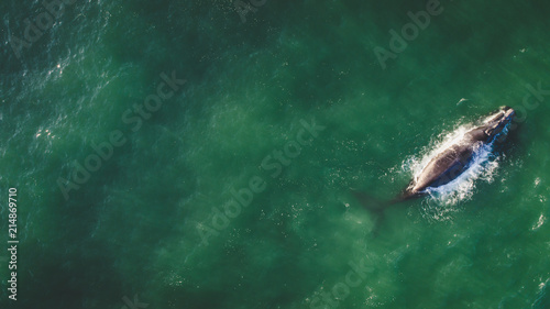 Aerial view over a Southern Right Whale and her calf along the overberg coast close to Hermanus in South Africa