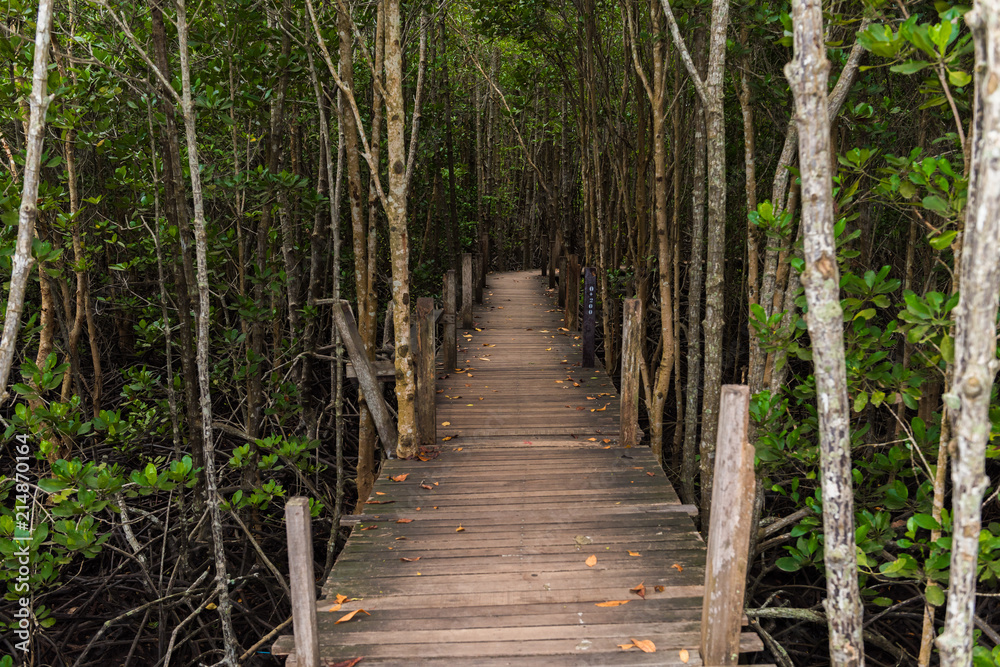 Mangroves inTung Prong Thong or Golden Mangrove Field at Estuary Pra Sae, Rayong, Thailand Mangroves inTung Prong Thong or Golden Mangrove Field at Estuary Pra Sae, Rayong, Thailand