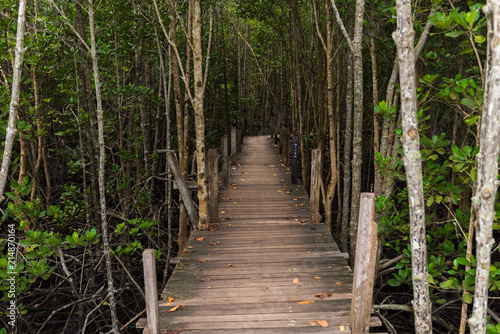 Mangroves inTung Prong Thong or Golden Mangrove Field at Estuary Pra Sae  Rayong  Thailand