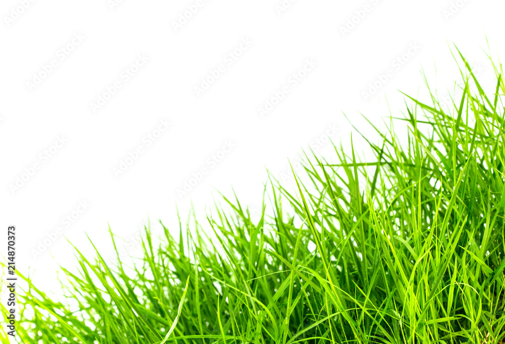 green grass on white background green grass on white background