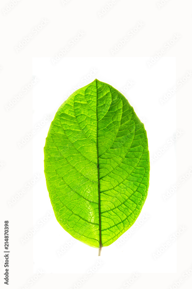 Obraz premium green leaf on a white background