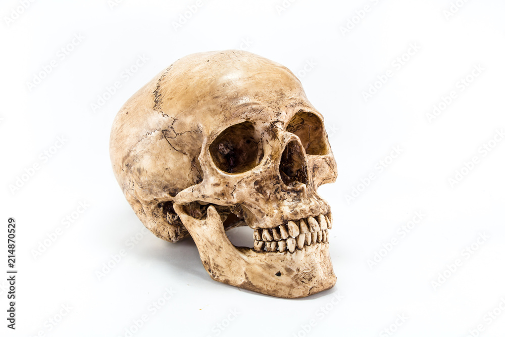 Side view of human skull Side view of human skull