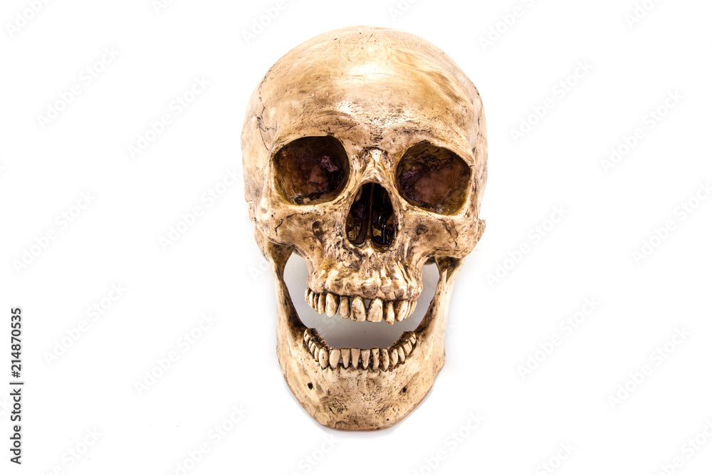 skull skull