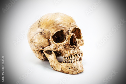 Side view of human skull