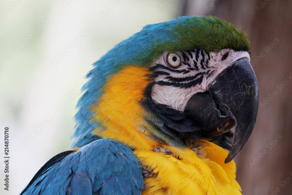 Fototapeta premium Blue and Gold Macaw 