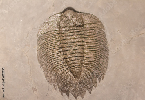 Fossilized remains of a trilobite. photo