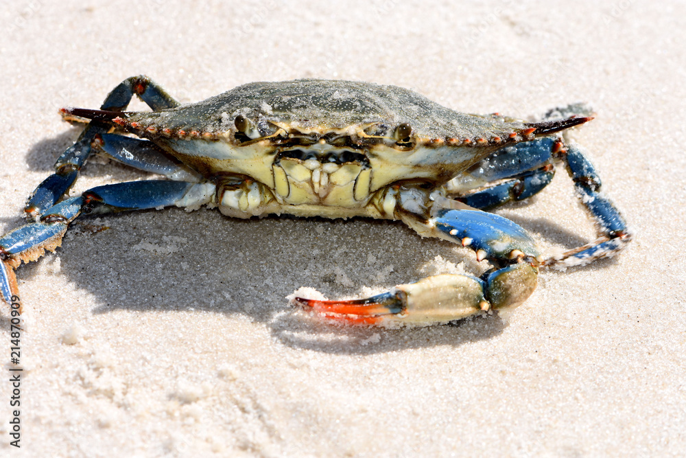 Little Blue Crab