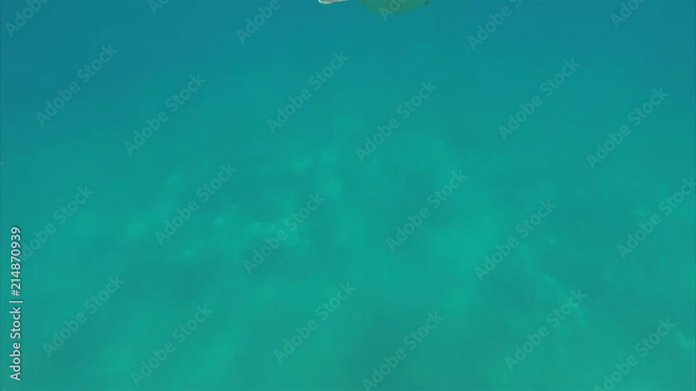 Caretta Caretta, loggerhead, sea turtle in zante Caretta Caretta, loggerhead, sea turtle in zante