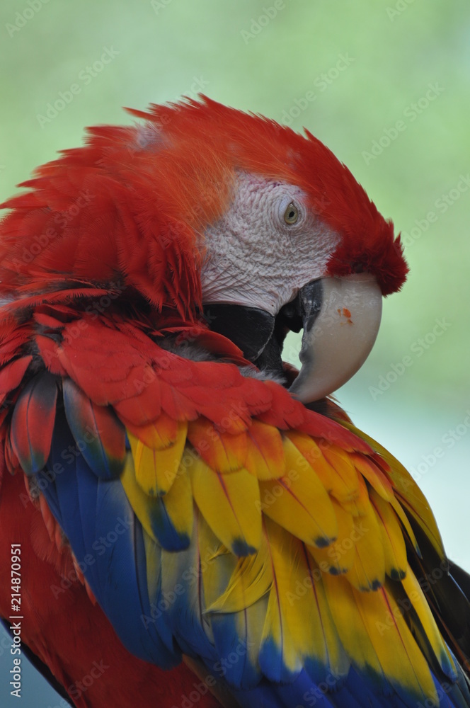 Obraz premium Ruffled Feathers