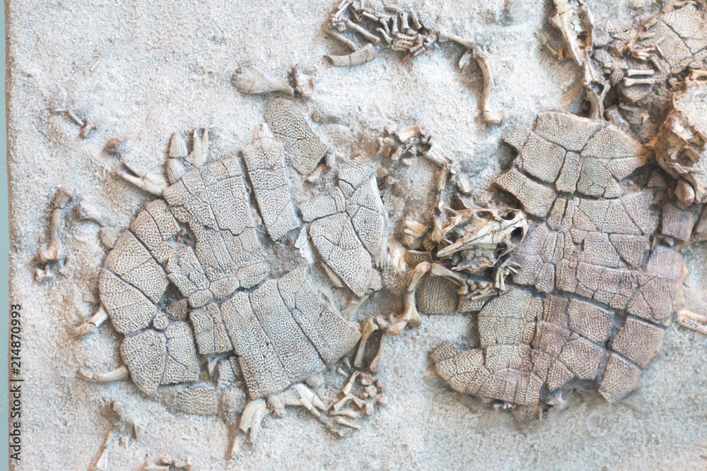 Obraz premium fossilized imprint of a prehistoric turtles encased in sandstone.