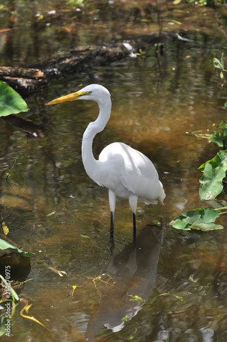 Wading For Minnows