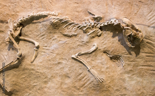 remains of a prehistoric animal embedded in rock.
