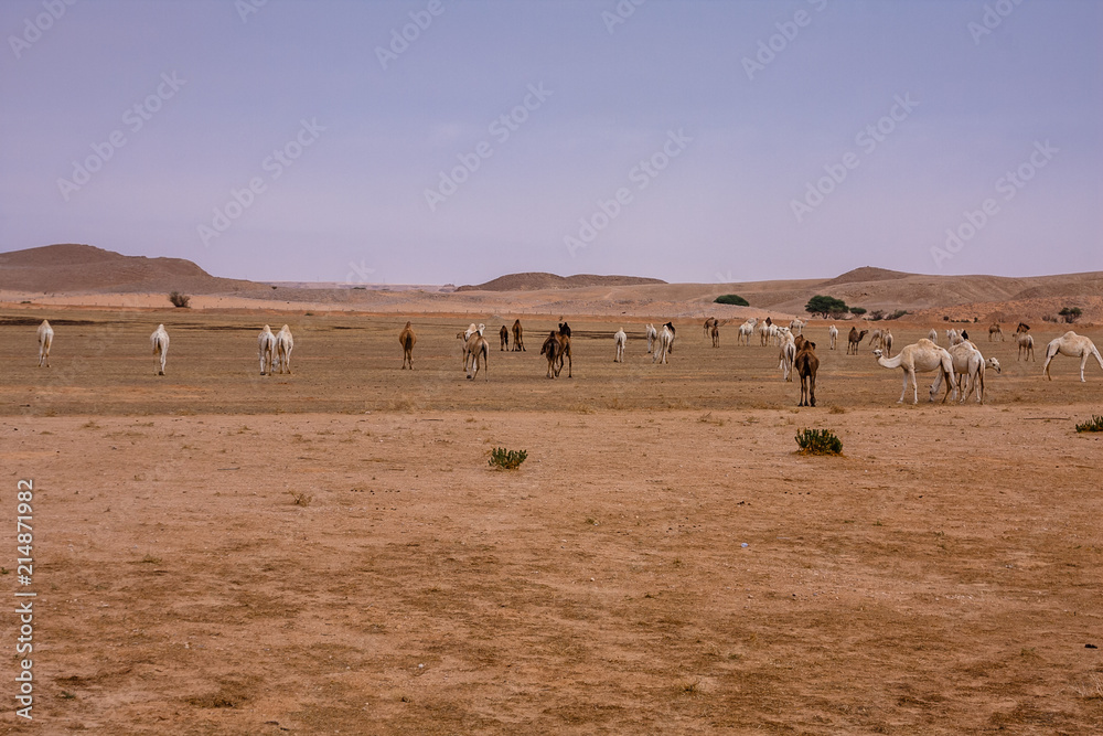 Free range livestock in the desert near Riyadh, Saudi Arabia