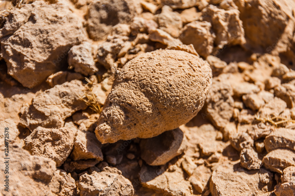 Fossilized snail shell in the desert near Riyadh