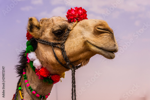 The Camel Beauty