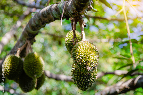 Durian