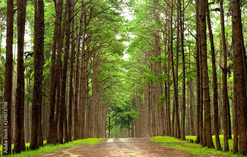 Country road surrounded by colorful pine wood in rainy season