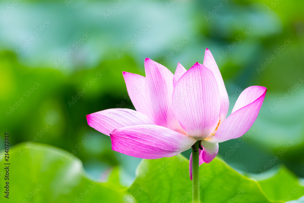  beautiful lotus flower closeup