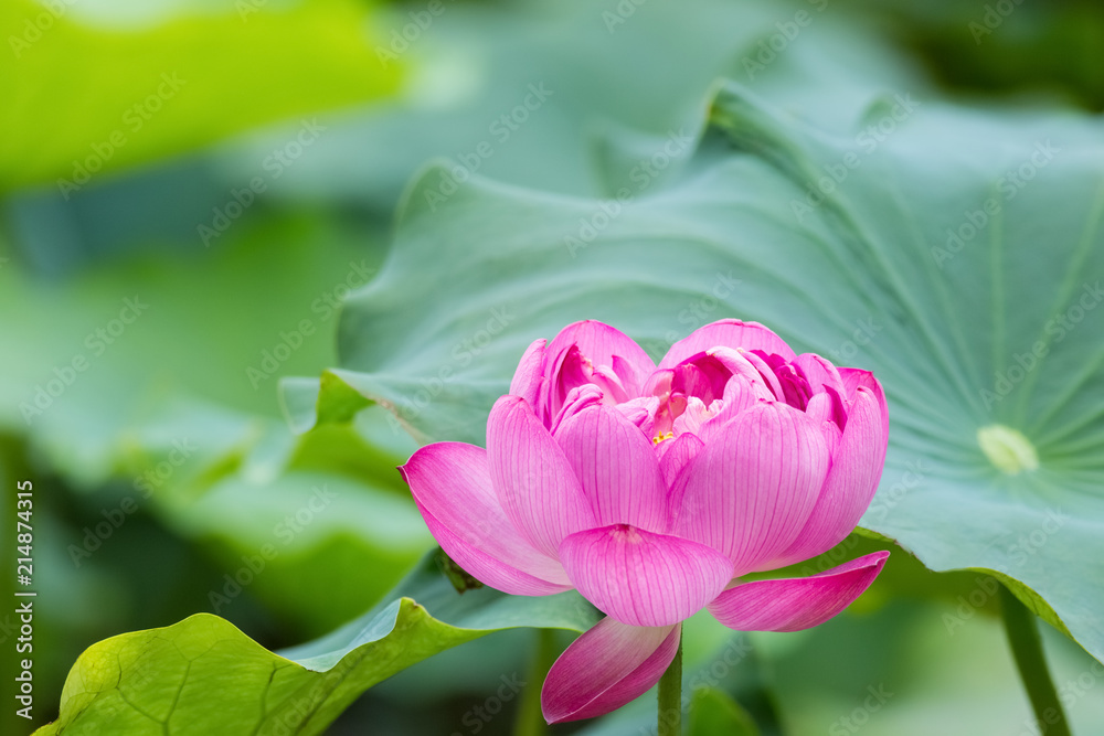  red lotus flower in full bloom