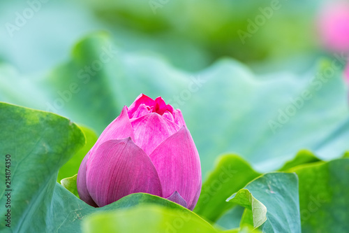 Fototapeta Naklejka Na Ścianę i Meble -  red lotus flower bud closeup