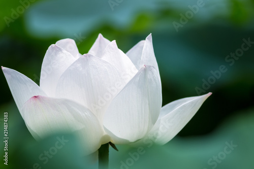 white lotus flower closeup