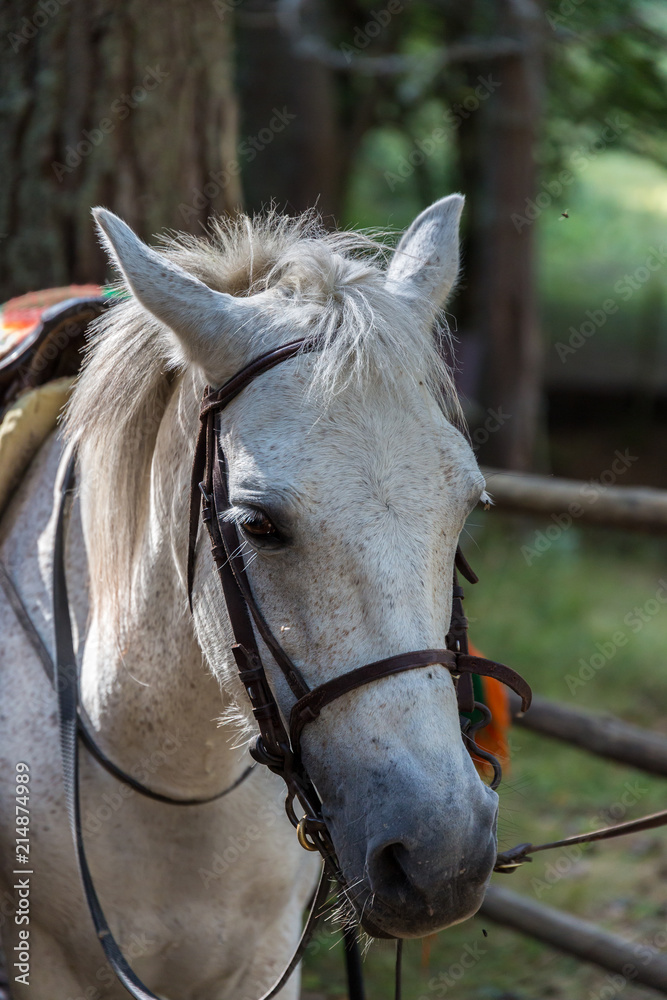 Fototapeta premium Horse