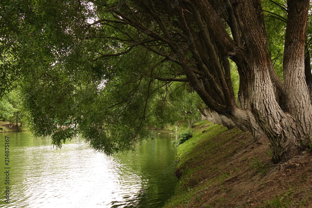 Shore of the pond, the trees above the water. Landscape of a forest or a Park with a river or lake Shore of the pond, the trees above the water. Landscape of a forest or a Park with a river or lake