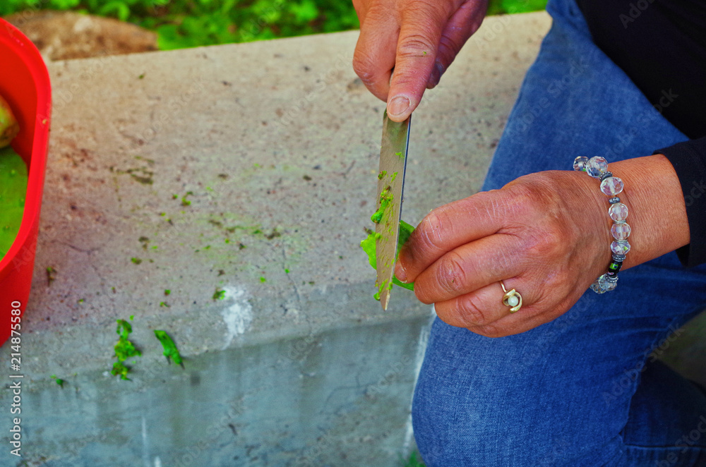 custom made wallpaper toronto digitalA woman removing thorns from a cactus in Mexico.