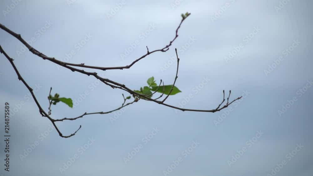 Mulberry branch with blur sky background. Mulberry branch with blur sky background.