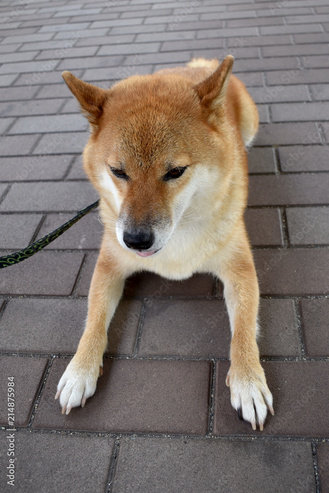 柴犬 散歩拒否 Stock Photo Adobe Stock