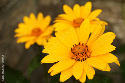 Yellow Daisy Family Flower
